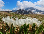 65 Crocus con vista in Arera